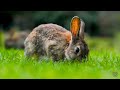 THE COLORFUL WORLD - 8K VIDEO HDR [60FPS] - Free Documentary Wildlife With Relaxing Music