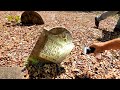 An Entire Forgotten Community In The Woods: Slave Cemetery & Church Ruins Found PINE LEVEL CHURCH