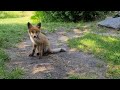 BABY Fox in the garden - Młody lisek w ogrodzie - EPISODE 4