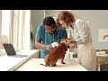 5 Things You Must NOT Do To Your Dachshund / All  DACHSHUND Owners Must Watch!