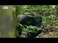 Los 5 mejores momentos de Wild Frank junto a los gorilas | Wild Frank
