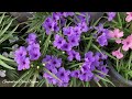 Mexican petunia plant care || summer flowering plant || मेक्सिखेन पिथुनियाखौ माबादि आदद लाबोदों