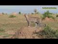 The most powerful leopard attacks against hunters are breathtaking scenes