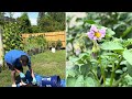 Time to Harvest Potatoes !!!   WE GOT ACTION !!!