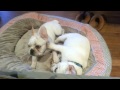 Frenchie Wrestling