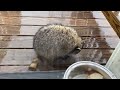 Tiny Raccoon Comes to the Door For Food
