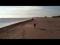 Red the Greyhound Takes a Morning Bath (Montrose Beach)