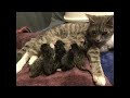 My cat had kittens 🎊🤍🌸