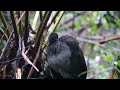 Superb Lyrebird singing in the rain 4K - Australian Birds