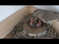 Baby House Finches Hatch! - Spring 2024