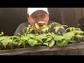 Starting Seeds Too Early - Garden Quickie Episode 46