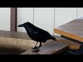 13 Amazing Raven Calls & Sounds ♫ + Dance