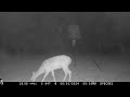 Deer Feeder Cam: Browning Spec Ops Edge June 1-3, 2024