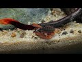 *Real Look* Apistogramma Aquarium: 60cm Aquascape Tutorial w/ Orange Venezuelan Corydoras (4K)
