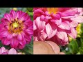 Dahlias From Seeds: Update July 16th, 2024