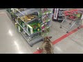 pitbull afraid of toys at the store