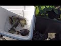 Catching Bluegills for Dinner at Florida's Lochloosa Lake : Fried Bream and Okra Flour?!