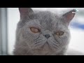 Kittens 4K - Cute Kitten Videos in 4K - Most Adorable Pets of all time