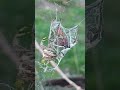 Smaller spider captures and cocoons much larger spider.