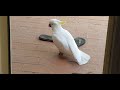 The lonely cockatoo throws my slippers and knocks door everyday | chim két cô đơn gõ cửa mỗi ngày