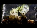 Building a macrophotography aquarium