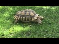 We Met Tortoise | Georgia Vlog | ~day 3~