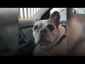 Talkative Frenchie Has The Most Unique “Voice” | The Dodo
