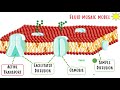 (B2.1) - Membrane Transport - IB Biology (SL/HL)