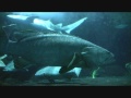 Singapore Aquarium.. Huuuuge Fish