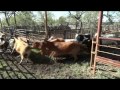 Wilfong Bucking Bulls Cow Herd ~ Weaning