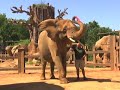 Exercising elephants