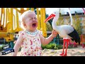 Baby And Animals - Naughty Babies Having Fun Time At The Zoo || Funny Vines