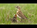 The Lark And Her Young Ones! Aesop’s Fables Reading! #story #podcast #birds #wildlife #reading