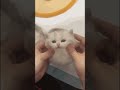 Satisfying cat video.