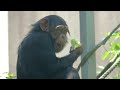 Sheeta is grown up and full of energy!　　Itouzu Forest Park Chimpanzee 202405