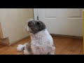 Cute Shih Tzu is Impatient for a Treat
