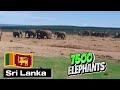 Elephant's Population by Country 2024 - Echoes of Giants | Space for Nature