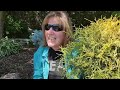 No Prune, Low Maintenance- Evergreen Shrubs