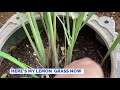 HOW TO GROW & PROPAGATE LEMONGRASS/Bought Stalks from Store & Rooting it/Experiment 101
