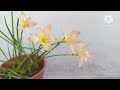 Rainlilly Bulbs Available / Petals