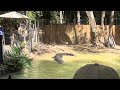 Crocodile show in Cairnes
