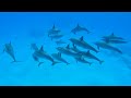 Ocean 4K - Beautiful Coral Reef Fish in Aquarium, Sea Animals for Relaxation (4K Video Ultra HD) #37