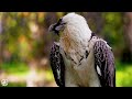 Mysterious Birds in the Jungle 4K | Amazon Rainforest | Scenic Relaxation Film