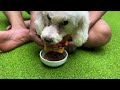 橋のたもとに取り残されたプードルが救出される|| 다리 끝에 갇힌 푸들견, 구조됐다 || Poodle dog stuck at the end of the bridge was rescued