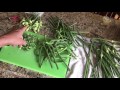 How to Prepare Garlic Scapes for Cooking ~ Love Your Land