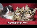 永眠した娘を必死に起こそうとする父猫〜我が子との早すぎる別れ。