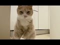 Смешные  животные🥰🐕🐈🐒😍Просто душевное видео👻😂🌹Funny animals 😅👻🐈🐾🐕🐾 Just a heartfelt video 😻😲🍀
