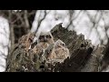 Great Horned owls in nest