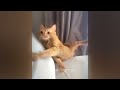 So Funny! Funniest Cats and Dogs 😹🤣 Funniest Catss 🐶❤️
