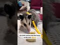 Baby Possum eating eggies 🥹